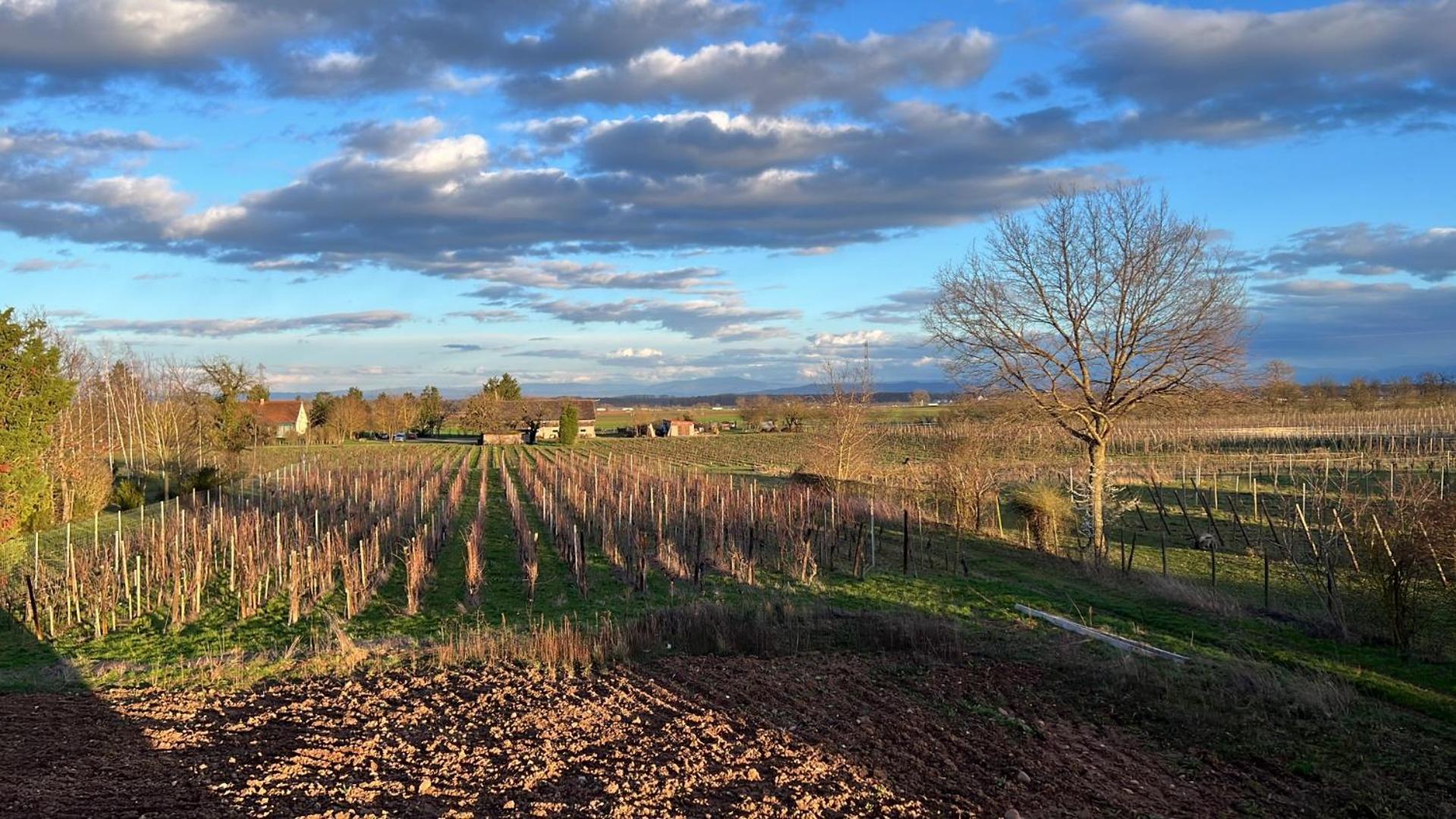 Oasis Tout Confort A Bergheim, Alsace 외부 사진