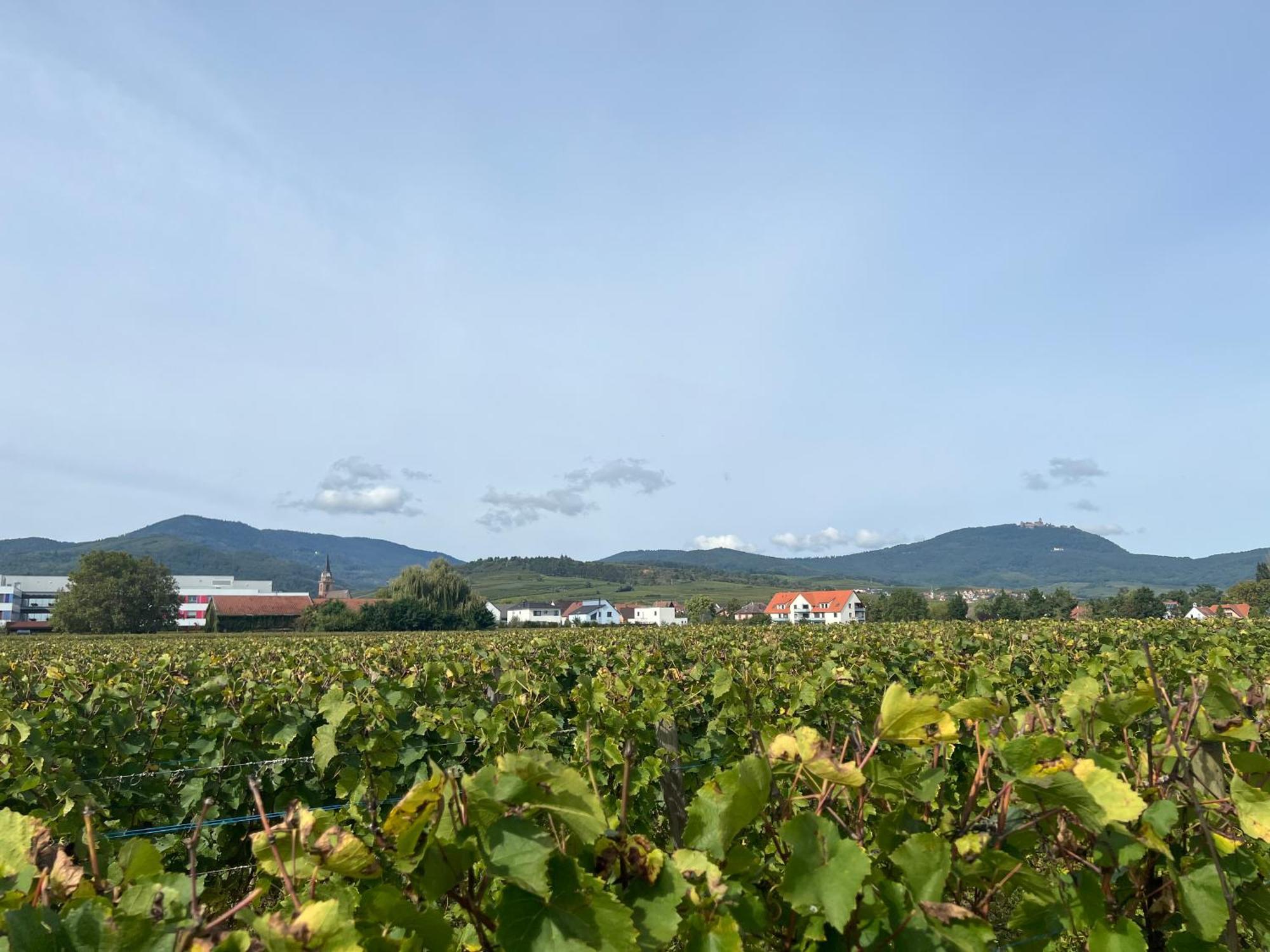 Oasis Tout Confort A Bergheim, Alsace 외부 사진